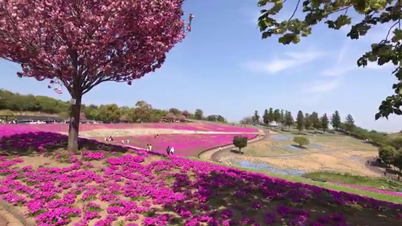 芝桜が綺麗な群馬県太田市の八王子山公園からライブ Youtube