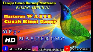 MP3 MASTERAN - SUARA CUCAK KINOI GACOR TEMBAKAN MEWAH BESETAN RAPAT BERJEDA 1 - 2 MENIT