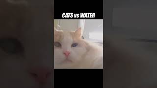 Whoops! This cat took an unintentional shower! #kittisaurus #cats #water