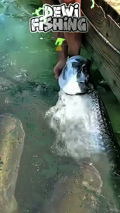 Adegan Berbahaya‼️ Mancing Dengan tangan kosong #amazing #fishing #funny