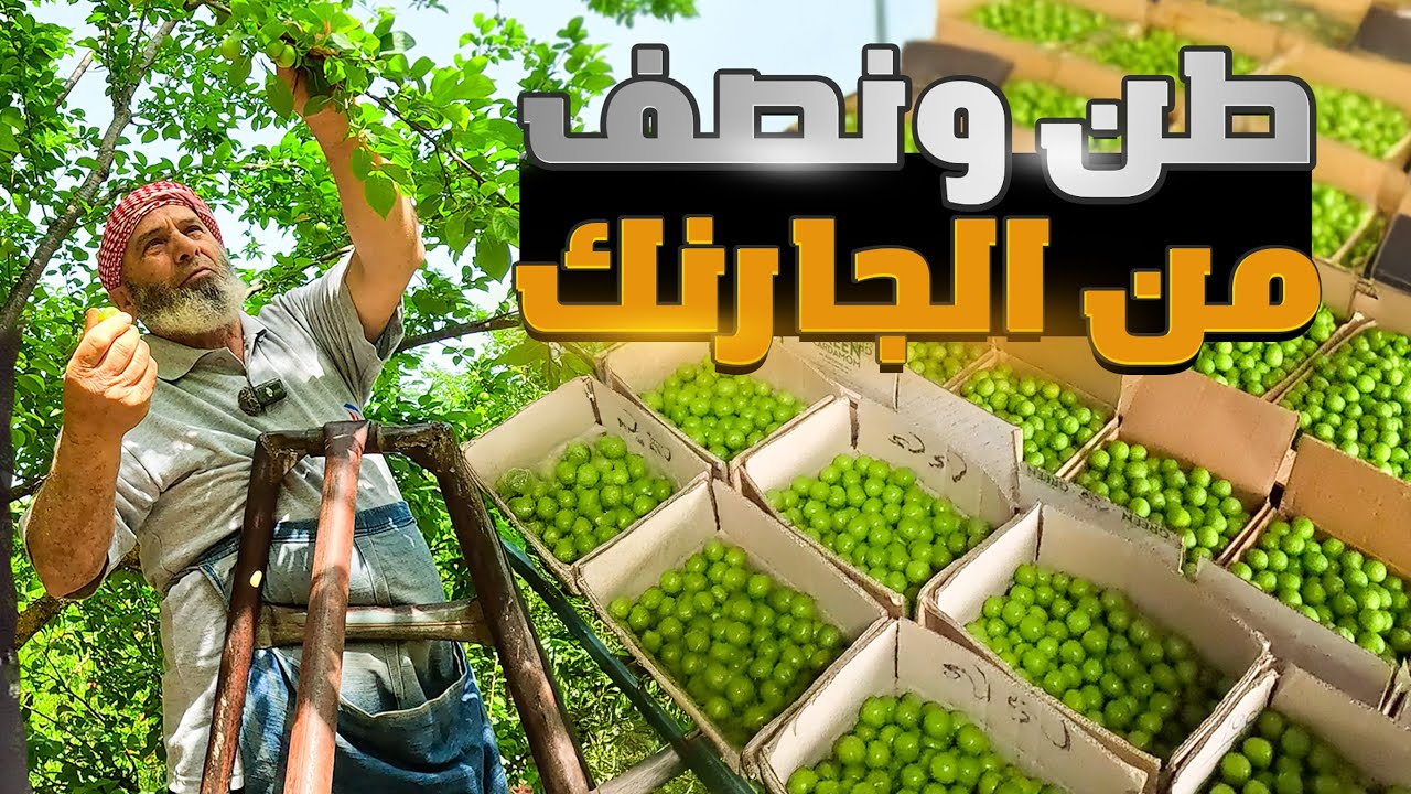 موسمُ قِطافِ فاكهةِ الجارنك، كم كانت أرباحُنا بالدولار؟ بساتين سوريا