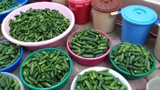 СОЛЮ - 500КГ ОГУРЦОВ.😯🥒🥒🥒🥒🥒ВСЕ В ШОКЕ! SALT 500KG CUCUMBERS!🔝👌