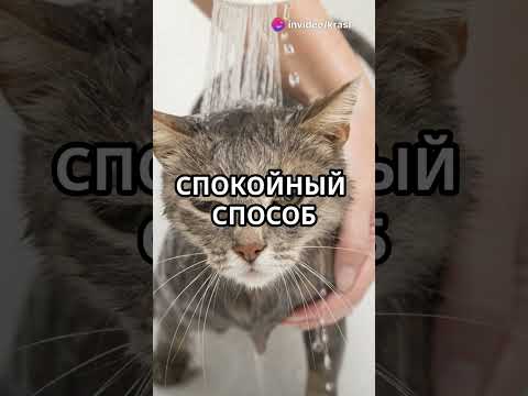 Как научить котика не бояться воды а вы знали Cat Krasl Funny
