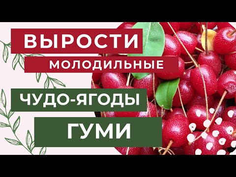 МОЛОДИЛЬНЫЕ ЧУДО-ЯГОДЫ ГУМИ || Как посадить? || Жемчужина Китая