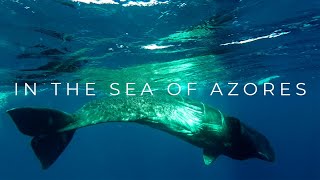 In the Sea of Azores | Full Documentary