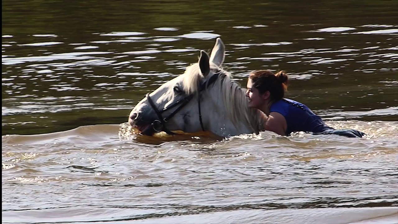 swimming with horses 2 YouTube
