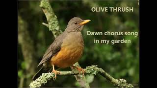 Olive Thrush vocalisations