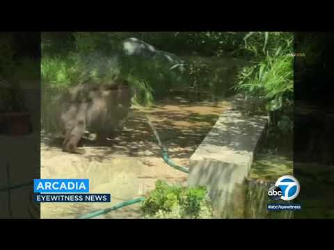 VIDEO: Bear plays in backyard pool in Arcadia I ABC7