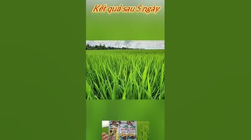 Kết quả sau 5 ngày xịt kích đòng nha bà con. bấm vào đăng xem video phun thuốc giai đoạn đòng