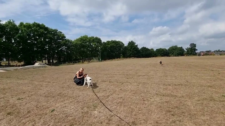 Bailey Playing Fetch Off Lead - 2022-08-18