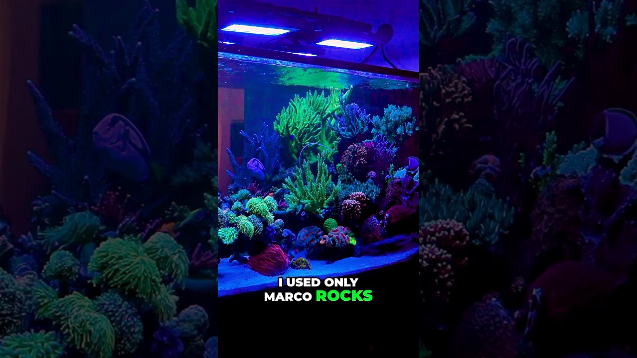Stunning Reef Aquascape Built for Fish to Swim Through #worldwidecorals #fromourreeftoyours