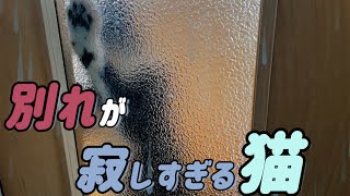 【元捨て猫】離れるのが寂しすぎた猫がこうなってしまいました。