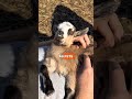 Small size with big personality and adaptability  #PygmyGoat #farmfacts #agrilife