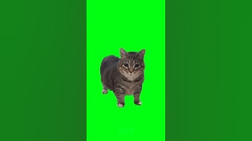 Secret Origin of The OIIA OIIA Cat Meme😲