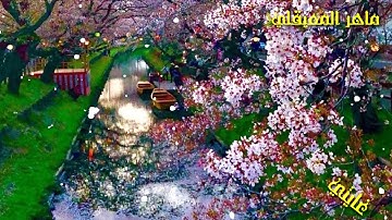 قرأن كريم بصوت ماهر معيقلي //  اجمل حالات واتس اب دينية  // تلاوة خاشعة