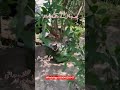 #viralvideo #fruit #followme #farming #followme #video #viralvideo #fruit