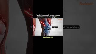 Watch what actually happens inside your knee when you apply ice…