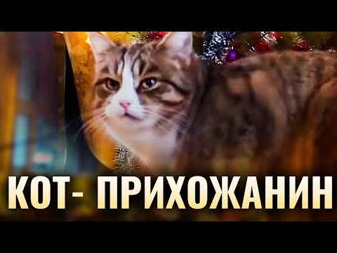 КОТ - ПРИХОЖАНИН