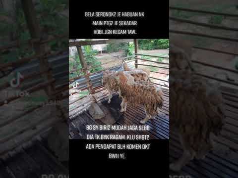 kambing biri - biri 