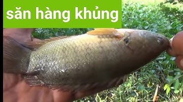 vượt hàng trăm km săn cá rô khủng cùng cần thủ Vĩnh Long| GÒ CÔNG TV