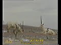 ولاية أدم 1995م الولايات الع مانية سلطنة ع مان