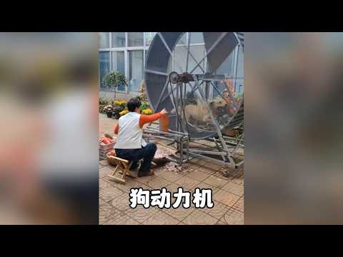 拉布拉多化身全能管家：切菜掃地、洗衣煮飯樣樣精通，這隻狗真的累壞了！ #拉布拉多 #萌寵 #搞笑狗狗 #狗狗日常 #寵物成長記錄