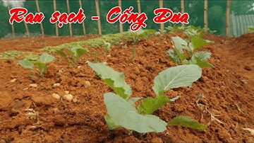 Rau xanh mướt trên đỉnh Cống Dua | Mô hình rau sạch trên Cống Dua ( T 3 )