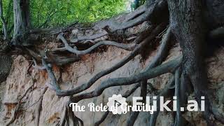 How Tall Can Trees Really Grow? 🌲⛅ #treefacts #natureforkids #didyouknow #scienceiscool #mindblown