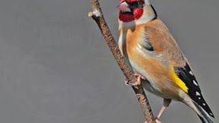 Suara Master Burung | Natural Bird Song Chardonneret Goldfinch