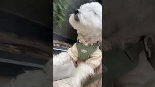 Dog Engages in Air-Swimming During Walk