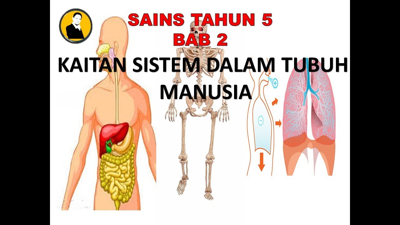 SAINS TAHUN 5 BAB 2 KAITAN SISTEM  DALAM  TUBUH BADAN  