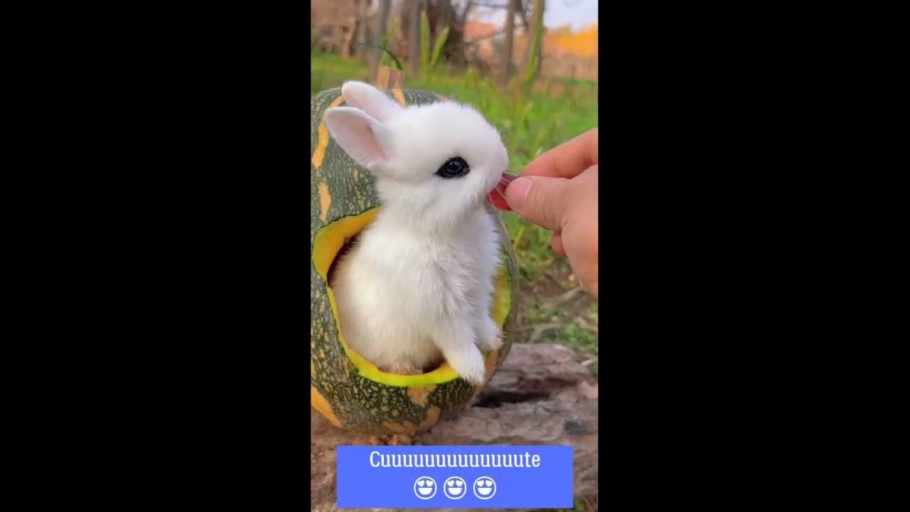 Cute Rabbit Cute Bunny that i've found on tik tok bunny compilation