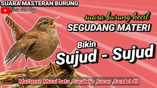 MASTERAN BURUNG LOMBA || Burung kecil suara merdu SEGUDANG MATERI - SIAP Sujud Sujud