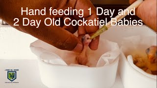 Hand feeding 1 Day old Cockatiel Babies | Hand feeding 2 Days old Cockatiel Baby