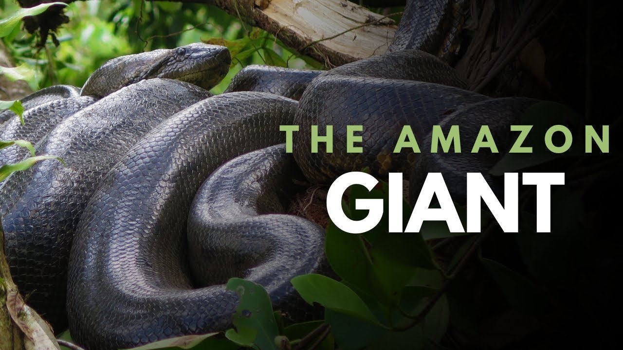 Green Anaconda: The Giant of the Amazon Rainforest