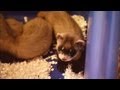 Black-Footed Ferret Conservation Efforts