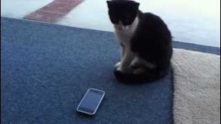Cats reaction to a phone ringtone
