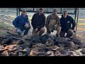 Trapping 21 wild hogs from your deer hunting land donated to louisiana hunter for the hungry