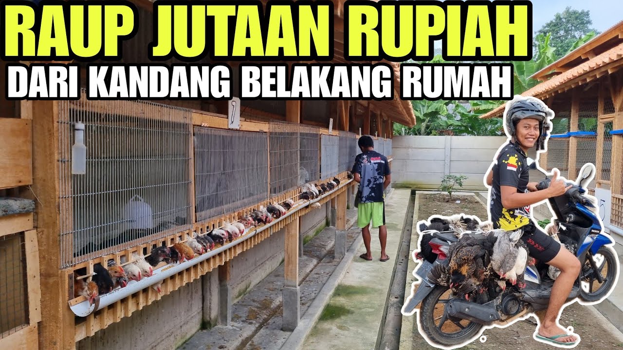 ENAKNYA PETERNAK MANDIRI, GAJIAN TIAP MINGGU💯