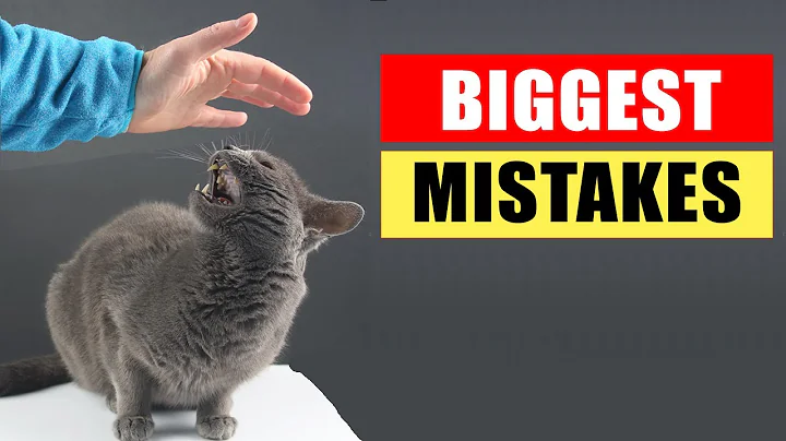20 Common Mistakes Cat Owners Make - DayDayNews