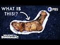 Fossilized Dinosaur Poop: Insights and Discoveries