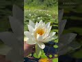 Marten River Provincial Park: Canoeing Through Lilly Pads &amp; Lilly Flowers #travel #canada #canoeing