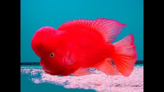 Ikan Louhan Termahal Super Red Monkey SRM thailand flowerhorn most expensive flowerhorn fish