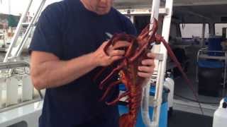 Ventura Lobster