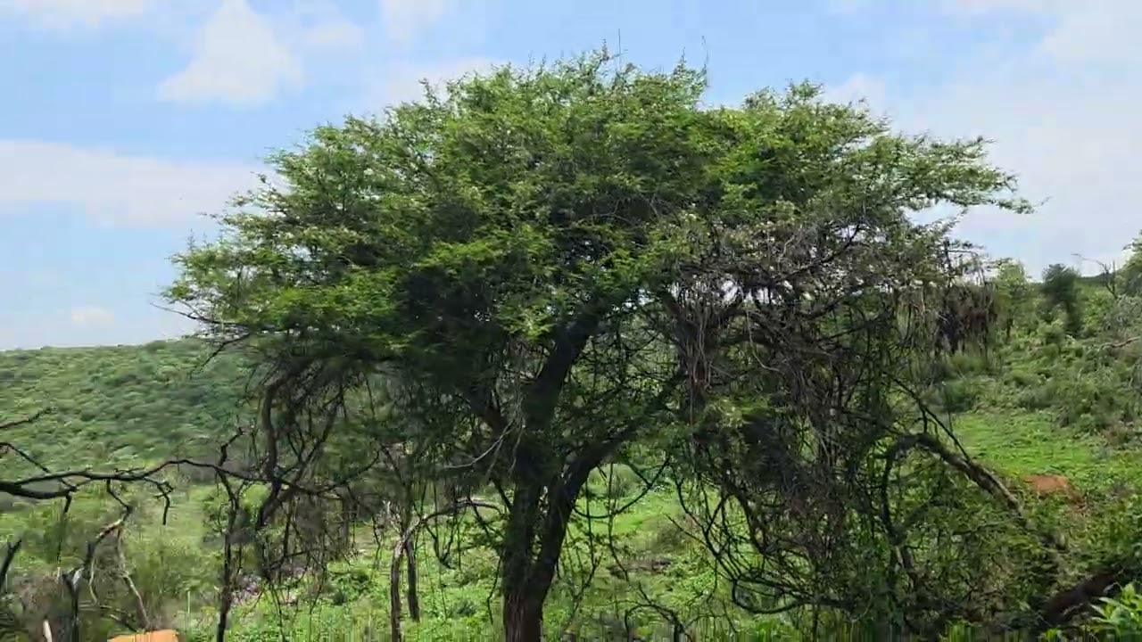 M encontre con Andresito en Las Ranas michoacan