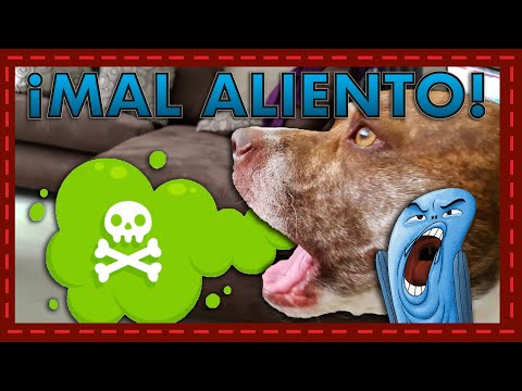 Video: Cómo curar el mal aliento perrito