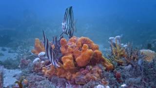 Fly Point  in June - Like swimming in an aquarium