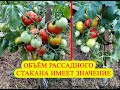 Объем рассадного стакана имеет значение