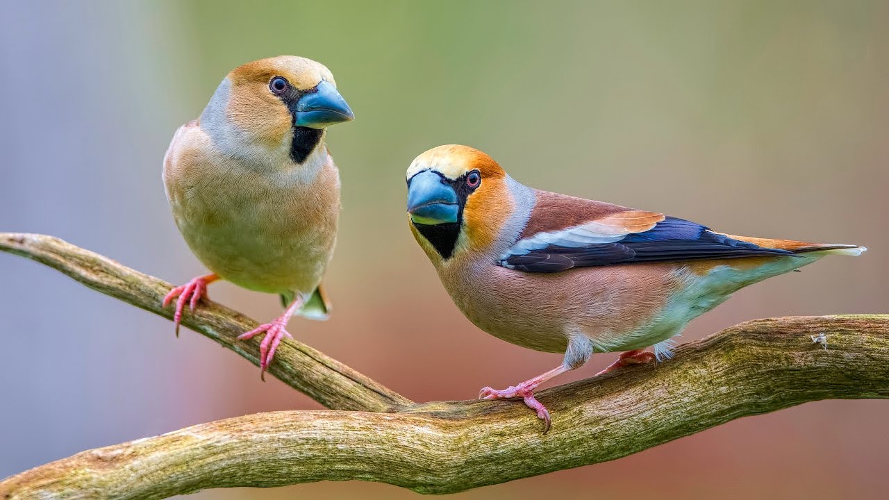 Svilikai Дубоносы YouTube