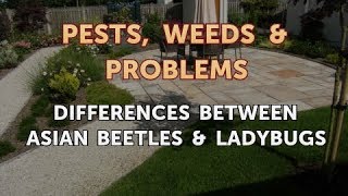 Differences Between Asian Beetles & Ladybugs What S The Difference Between A Japanese Beetle And A Ladybug